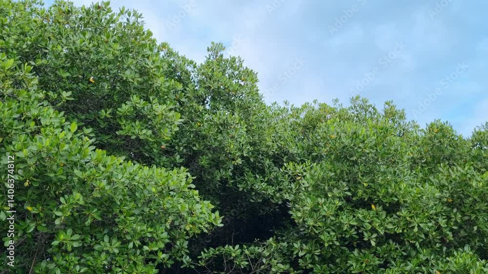 Mangrove forest on the beach with blue sky Mangrove forest on the beach with blue sky