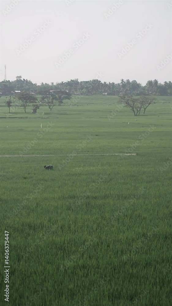 Lush Green Rice Fields with Tropical vibes in indonesia Lush Green Rice Fields with Tropical vibes in indonesia