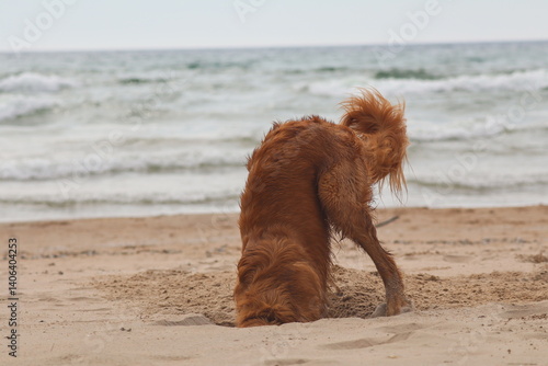 dog digging deep in the sand on a beach