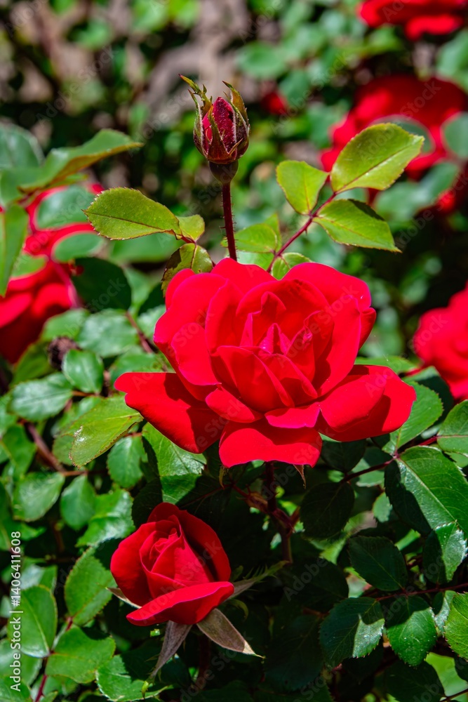 Obraz premium red rose bush