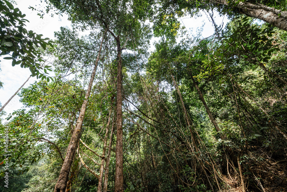 Fototapeta premium Tropical green tree plant wooden background