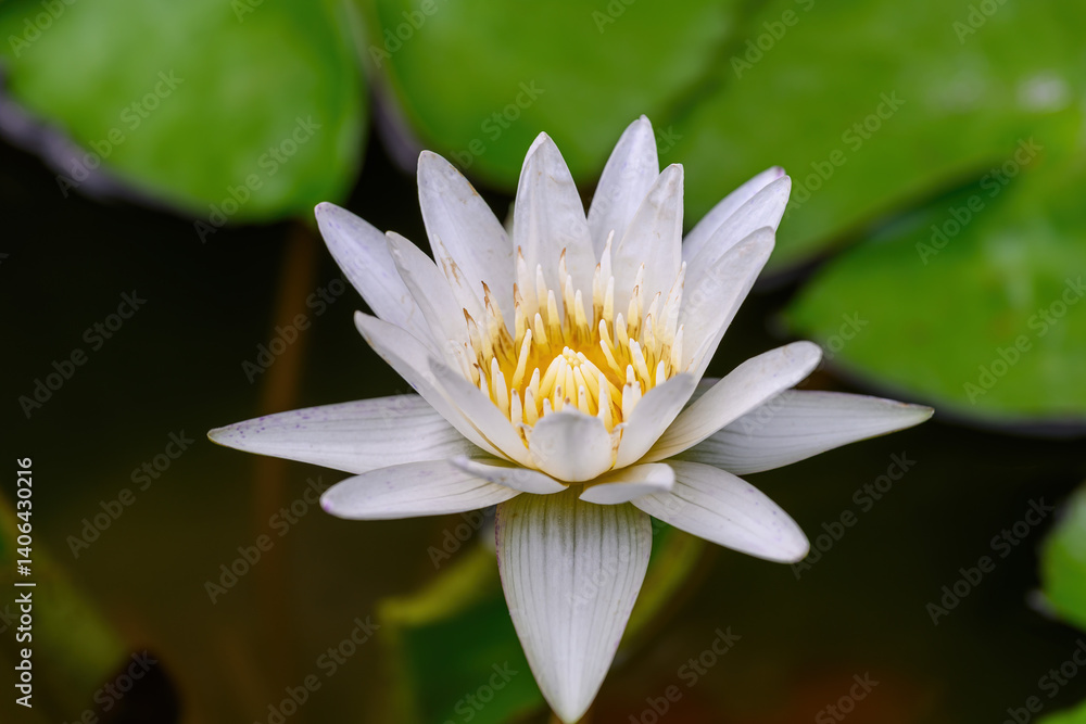 Close-up of blooming Nymphaea nouchali or water lily flowers with green leaf in the basin. Close-up of blooming Nymphaea nouchali or water lily flowers with green leaf in the basin.