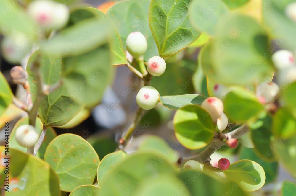 Ficus deltoidea Jack , Mistletoe Fig or Mistletoe Rubber Plant or MORACEAE Ficus deltoidea Jack , Mistletoe Fig or Mistletoe Rubber Plant or MORACEAE