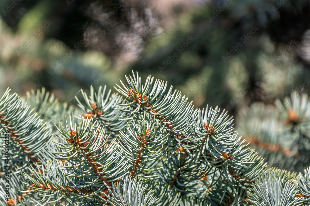 Fir branch with needles in the sunset light Fir branch with needles in the sunset light