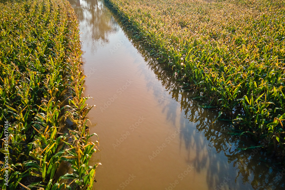 Flooded cornfield with corn plants partially submerged in muddy water on farmland after heavy rain