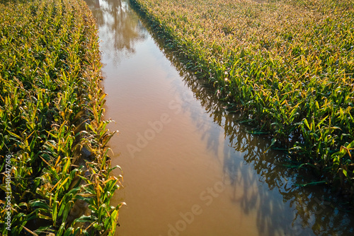 Obraz na płótnie Flooded cornfield with corn plants partially submerged in muddy water on farmland after heavy rain w salonie