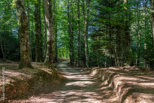 Sentiero nel bosco - taglio orizzontale