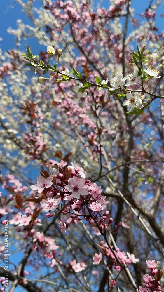 Cherry blossom tree pink and white flowers in spring, vertical video. Cherry blossom tree pink and white flowers in spring, vertical video.