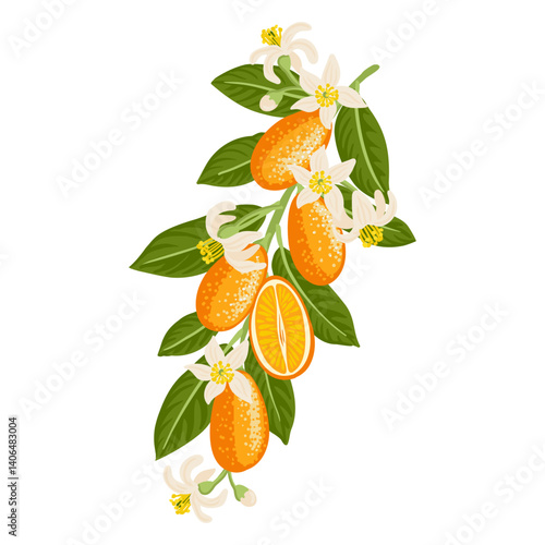 cumquat vector drawing citrus tree branches with fruits, flowers and green leaves isolated at white background, hand drawn illustration
