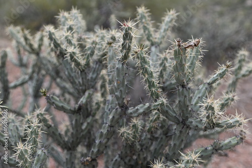Cactus