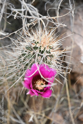 Cactus
