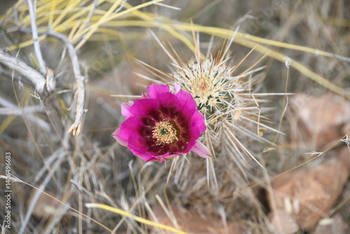 Cactus