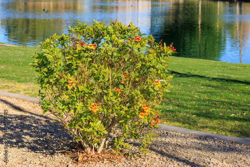 Arizona early spring bloom of dwarf Sparky Tecoma shrub at north lake shore of Dos Lagos park in city of Glendale