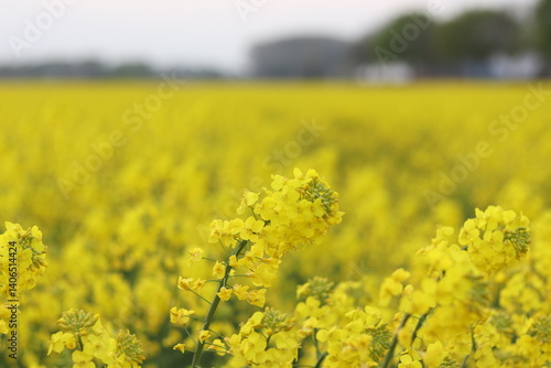 Field of rapeseed 
