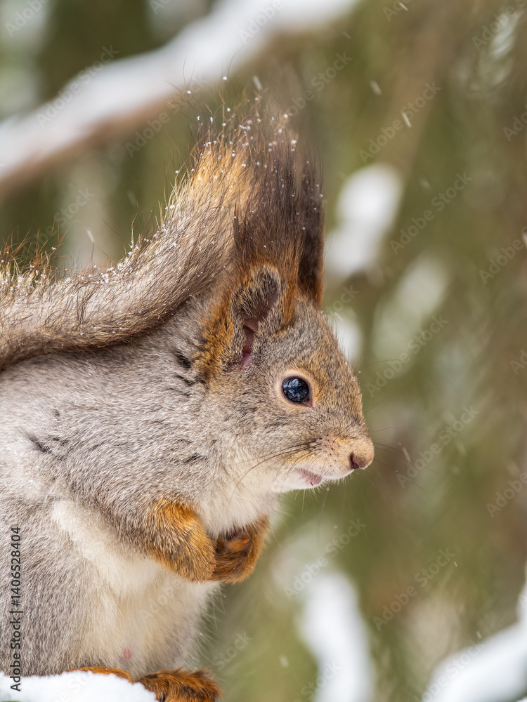 Obraz premium The squirrel sits on a branches without leaves in the winter or autumn