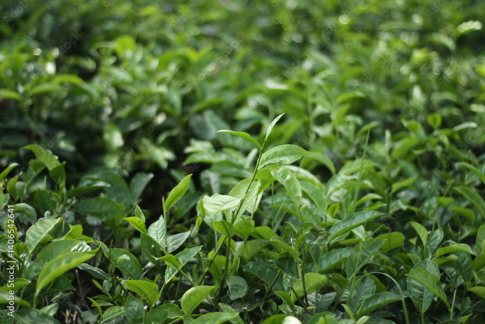 Green Tea Leaves: A detailed view of vibrant green tea leaves thriving in a lush, natural environment, showcasing the freshness and vitality of the crop. Green Tea Leaves: A detailed view of vibrant green tea leaves thriving in a lush, natural environment, showcasing the freshness and vitality of the crop.