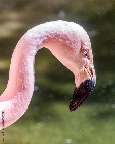 The pink BIRD