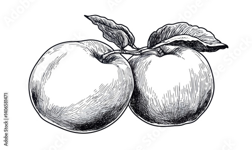 Hand Drawn Peach Apricot Fruit Sketch in Minimalist Engraved Style SVG Vector