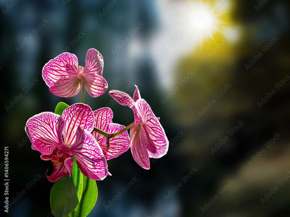 Orchid flower bathed in sunlight.