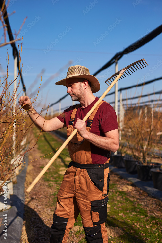 Male gardener with hat working with a rake in a blueberries organic farm.