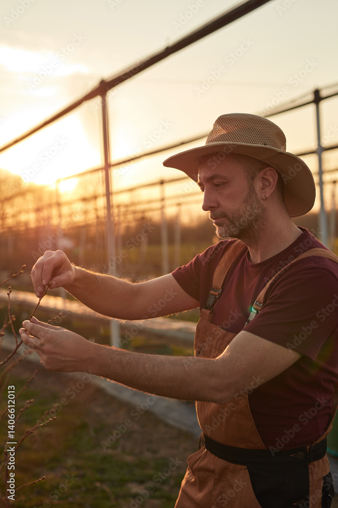 Male gardener with hat working in a blueberries organic farm.