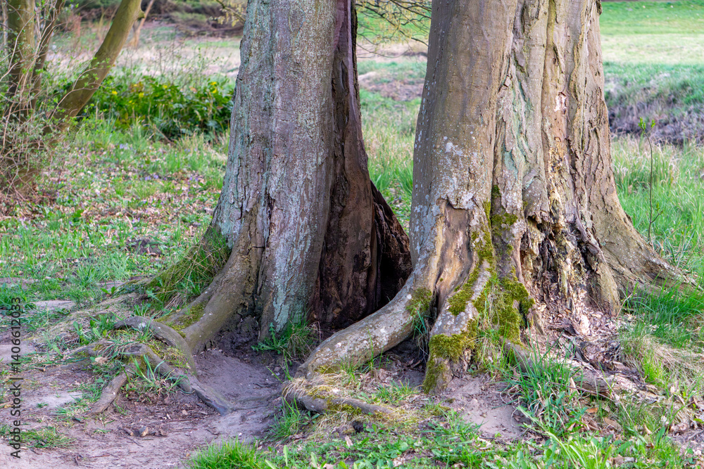 two trees growing very close together, whose trunks and roots seem to intertwine at the base. The setting is a green, forest clearing with grassy ground two trees growing very close together, whose trunks and roots seem to intertwine at the base. The setting is a green, forest clearing with grassy ground