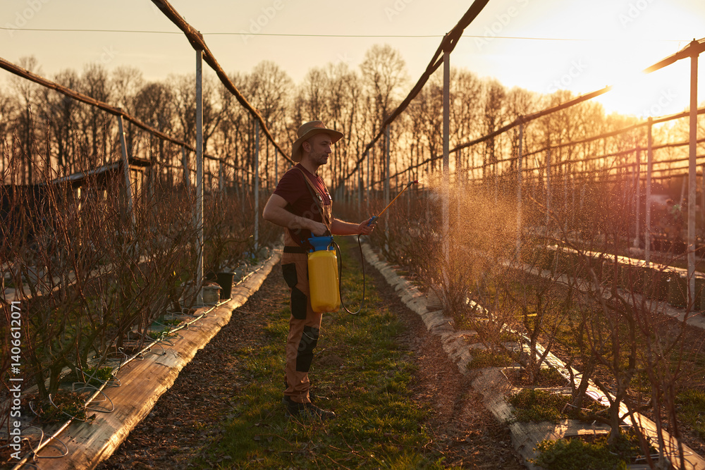 Farmer using pesticide, insecticide and herbicide sprayer sprinkler in an blueberries farm outdoors in springtime, before blooming.