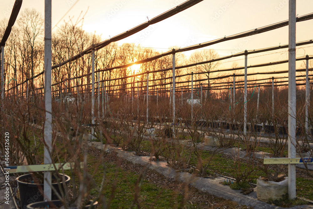 Blueberries organic farm with hail protective netting.