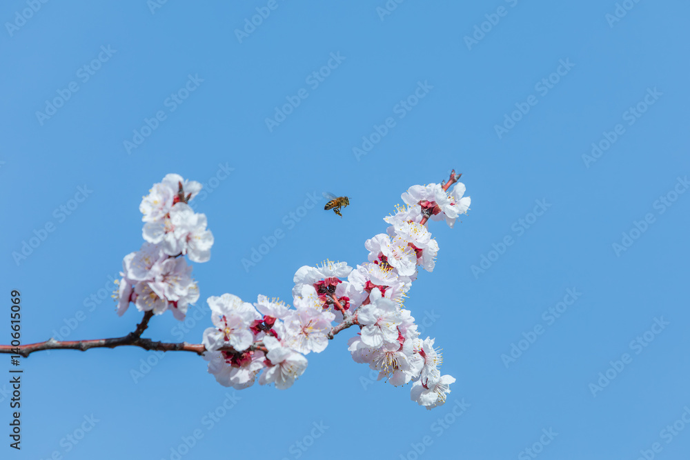 A honeybee hovers among fully bloomed pink cherry blossoms on a sunny spring day. A honeybee hovers among fully bloomed pink cherry blossoms on a sunny spring day.