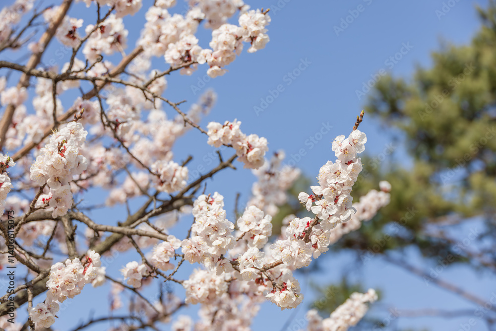 Full bloomed pink cherry blossoms. Sunny spring weather. Full bloomed pink cherry blossoms. Sunny spring weather.