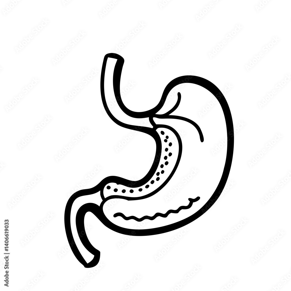 hand-drawn sketch human stomach illustration hand-drawn sketch human stomach illustration