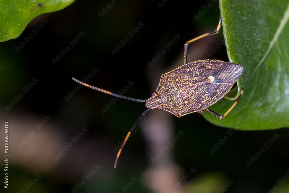 Obraz premium Brown Shield Bug - Poecilometis strigatus - Australian Insect in the Wild