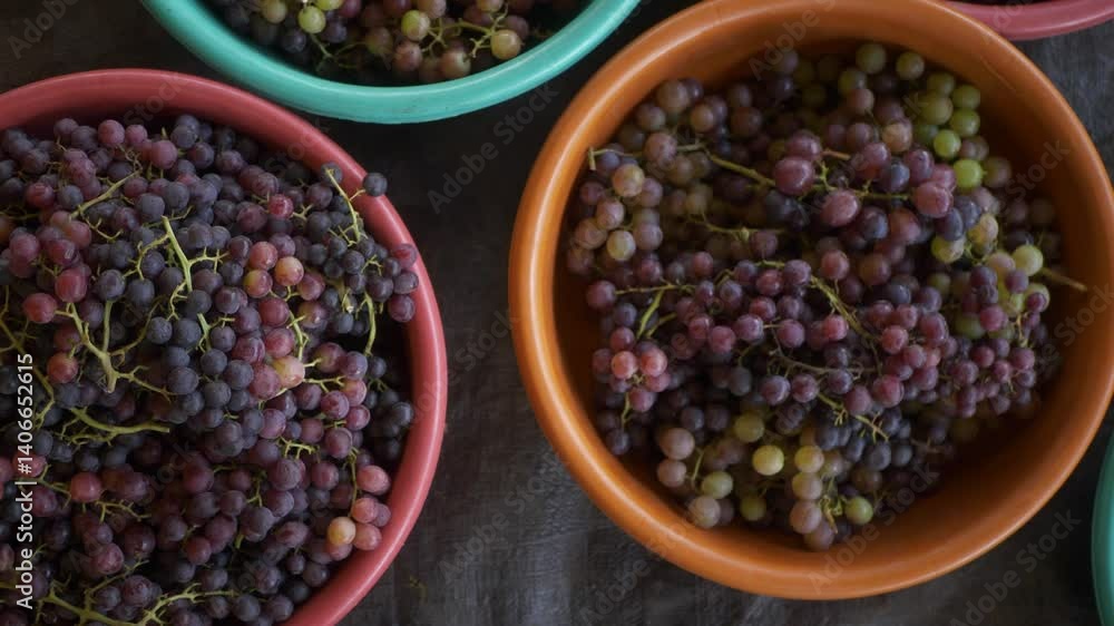 Fresh ripe grapes after harvest on plastic storage tub Fresh ripe grapes after harvest on plastic storage tub