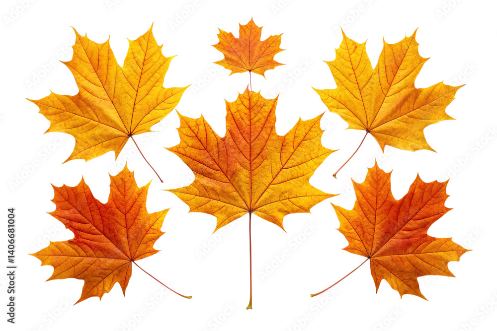 Obraz premium Arrangement of six maple leaves in varying shades of yellow and orange on a black background