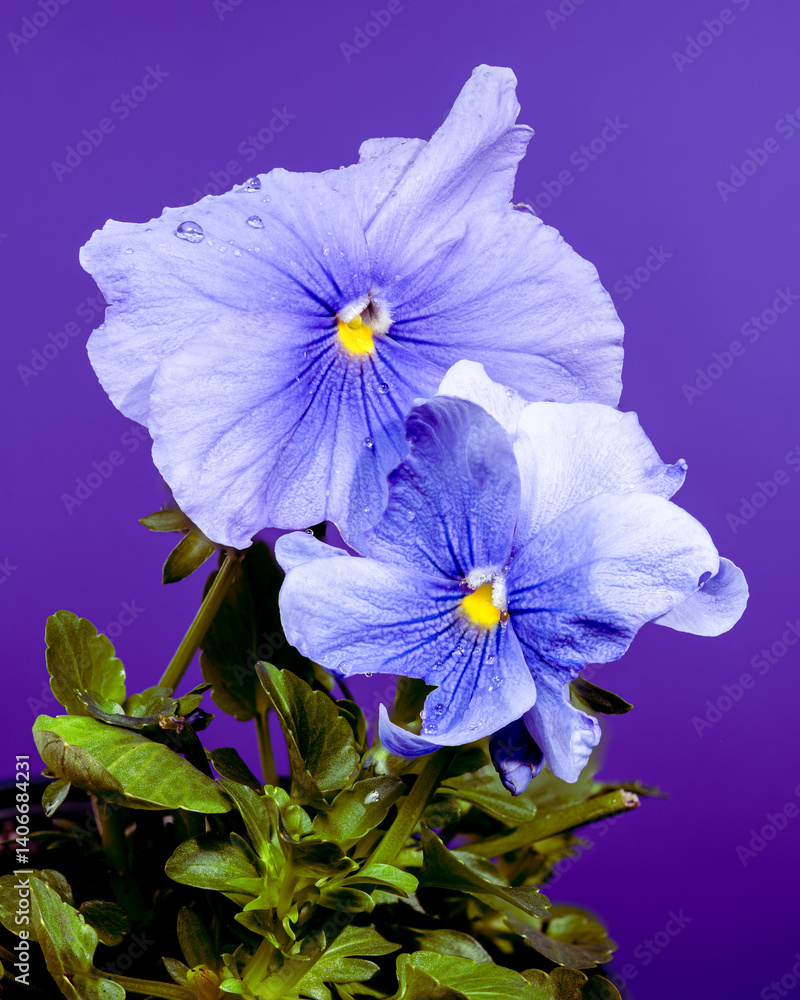 Light Blue Pansy Flowers with Dew