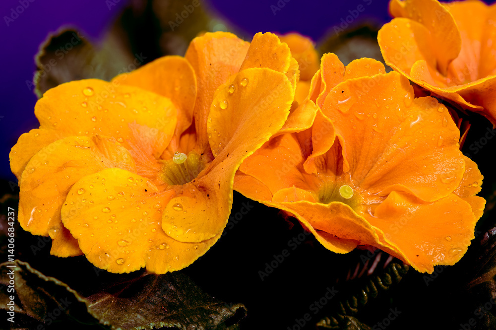 Orange Primula Flowers in Bloom on purple background