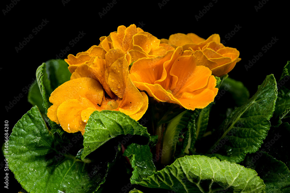 Orange Primula Flowers in Bloom isolated on black background