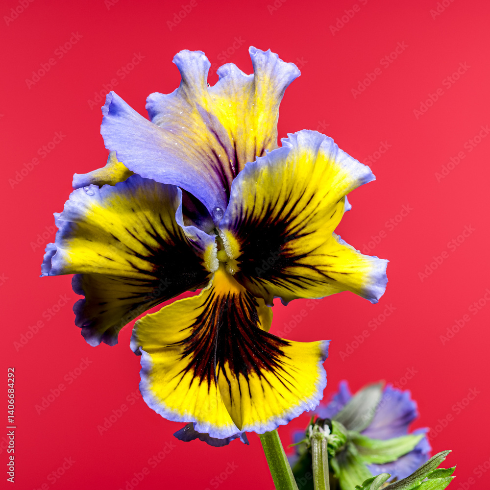 Ruffled Yellow and Purple Pansy Flower red background