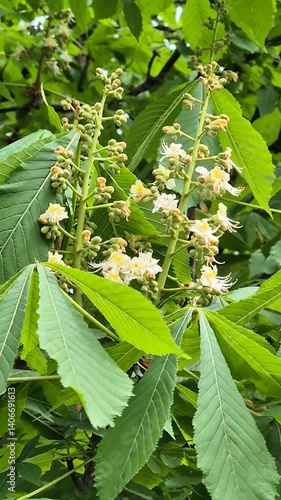 Blossom chesnut tree branch in spring