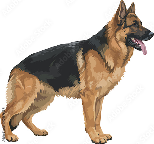 German Shepherd Vector Illustration on White Background, Breed Art.