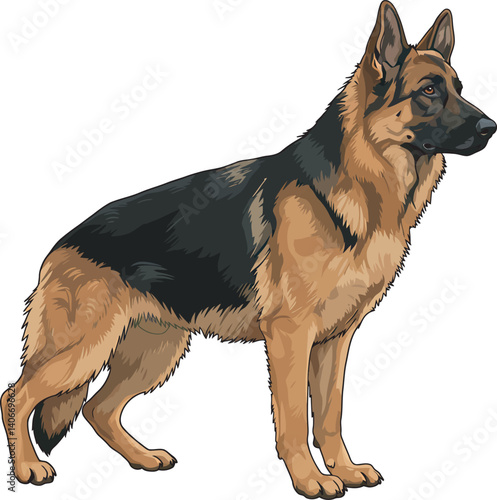 German Shepherd Vector Illustration on White Background, Breed Art.