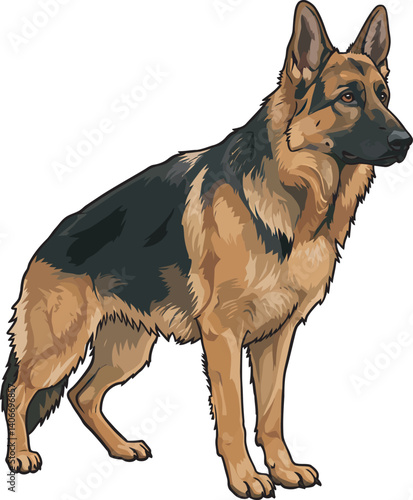 German Shepherd Vector Illustration on White Background, Breed Art.