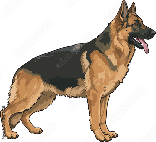 German Shepherd Vector Illustration on White Background, Breed Art.