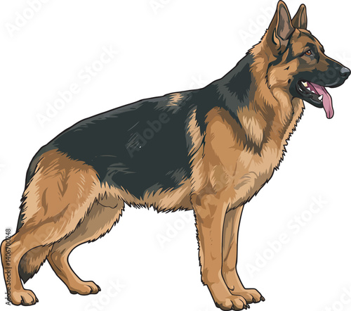 German Shepherd Vector Illustration on White Background, Breed Art.