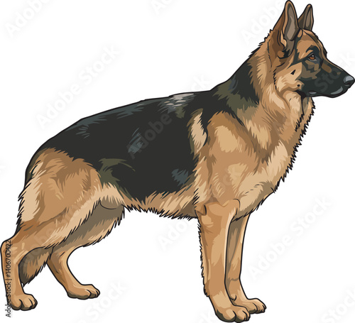 German Shepherd Vector Illustration on White Background, Breed Art.