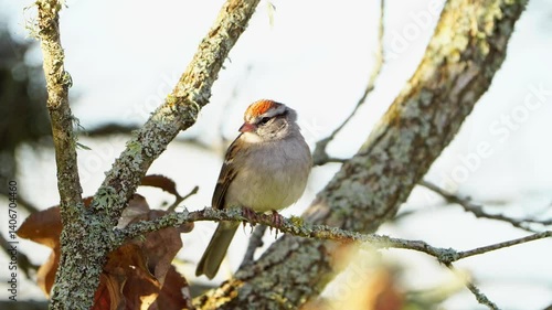 Chipping Sparrow Fidgeting in Oak Tree - Hopping, Then Flight