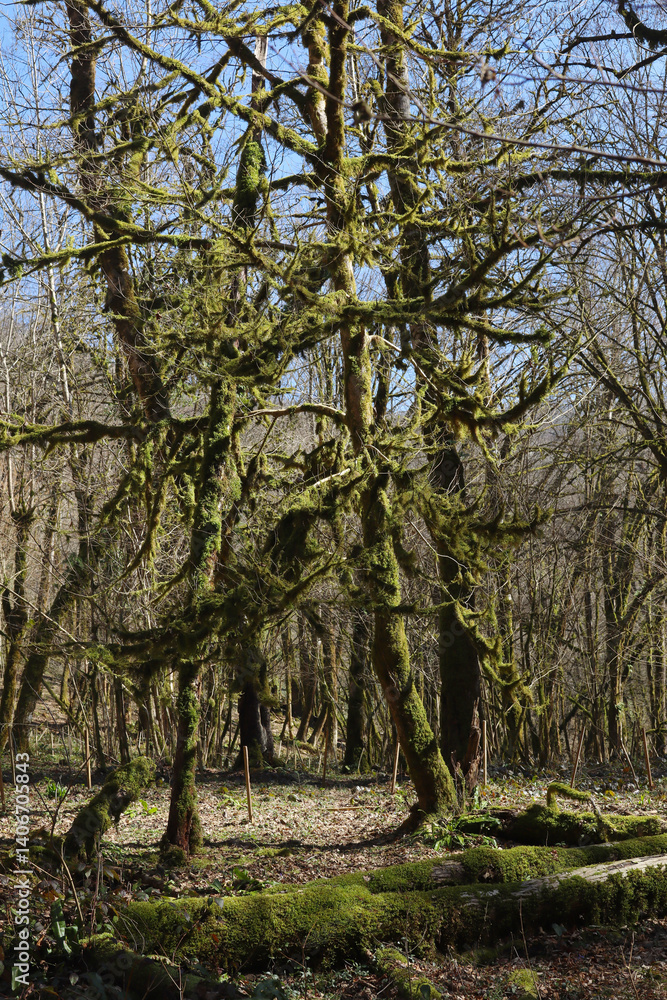 Mossy trees in the spring forest. Spring in the forest. Mossy trees in the spring forest. Spring in the forest.