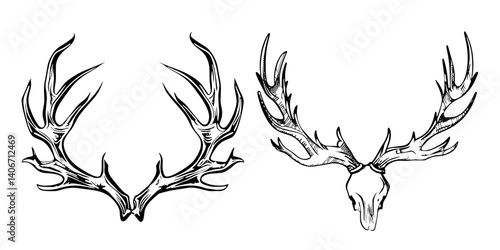 Hand drawing of antler deer horn head sketch art illustration.