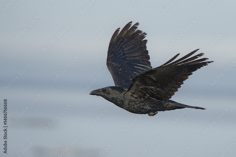 A Common Raven (Corvus corax) flies along an Alaskan beach during the winter time. A Common Raven (Corvus corax) flies along an Alaskan beach during the winter time.