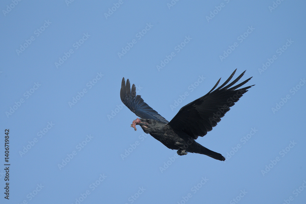 Fototapeta premium A Common Raven (Corvus corax) flies along an Alaskan beach carrying food during the winter time.